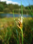 Braunes Schnabelried - Rhynchospora fusca